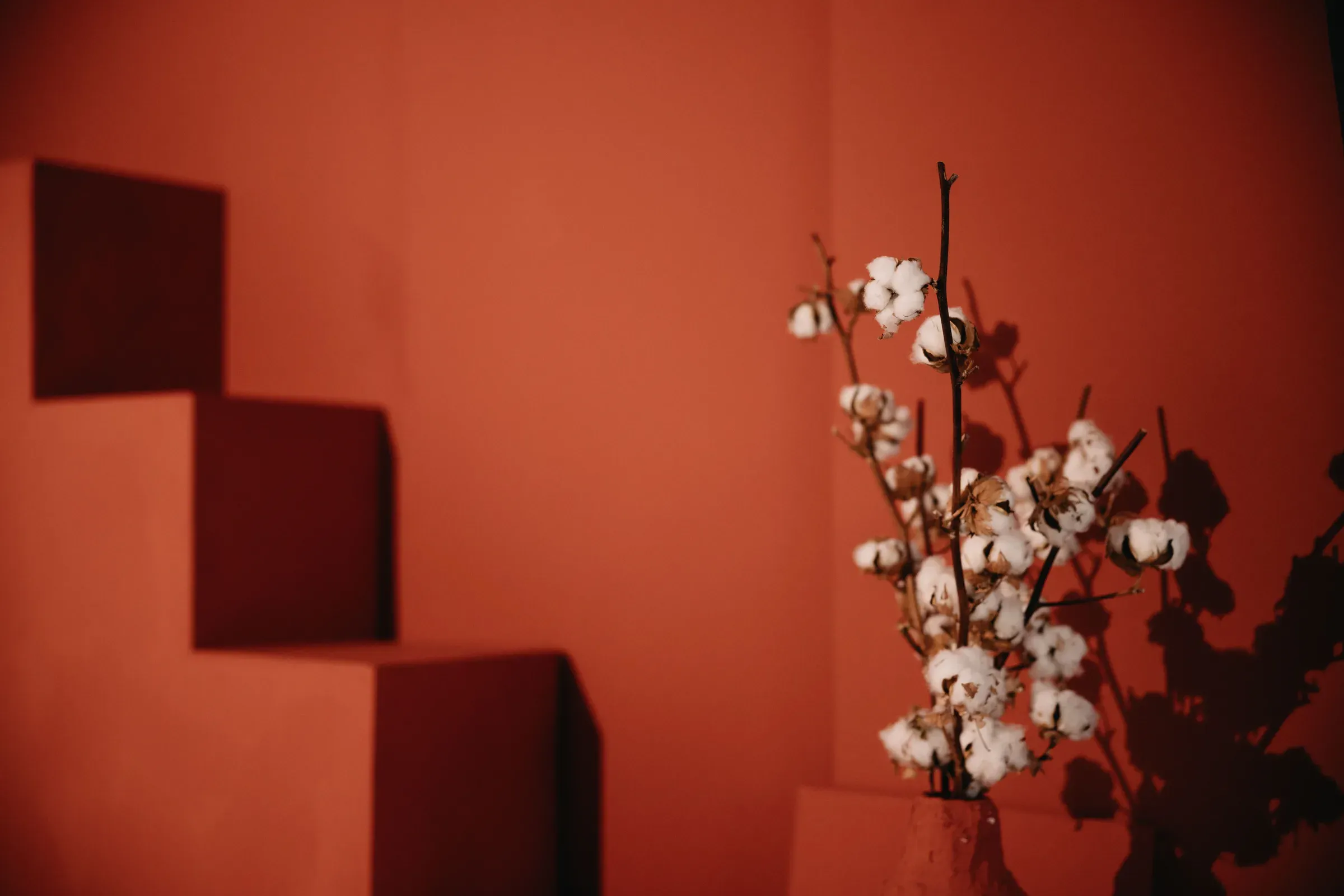 Warm terracotta orange wall and stepped plinth with a vase of cotton stems