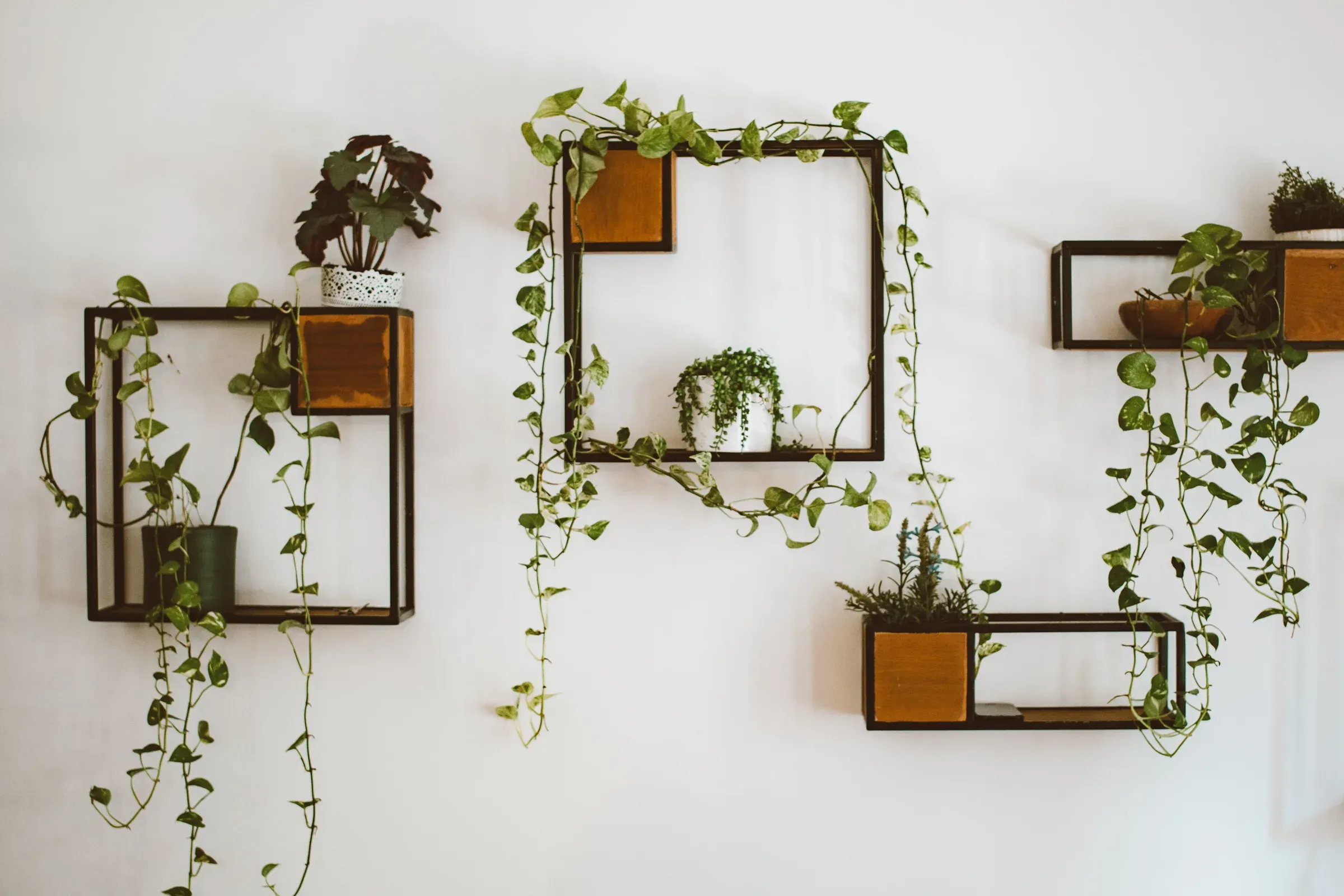 White wall with black metal frame shelves holding trailing pothos plants and wooden boxes